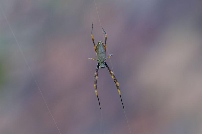 Nephila_plumipes_D5256_Z_90_Alexandra hills Brisbane_Australie.jpg